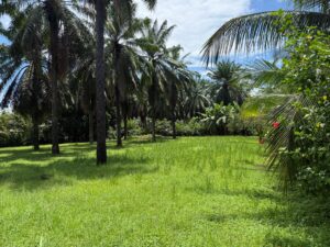 Meta Image