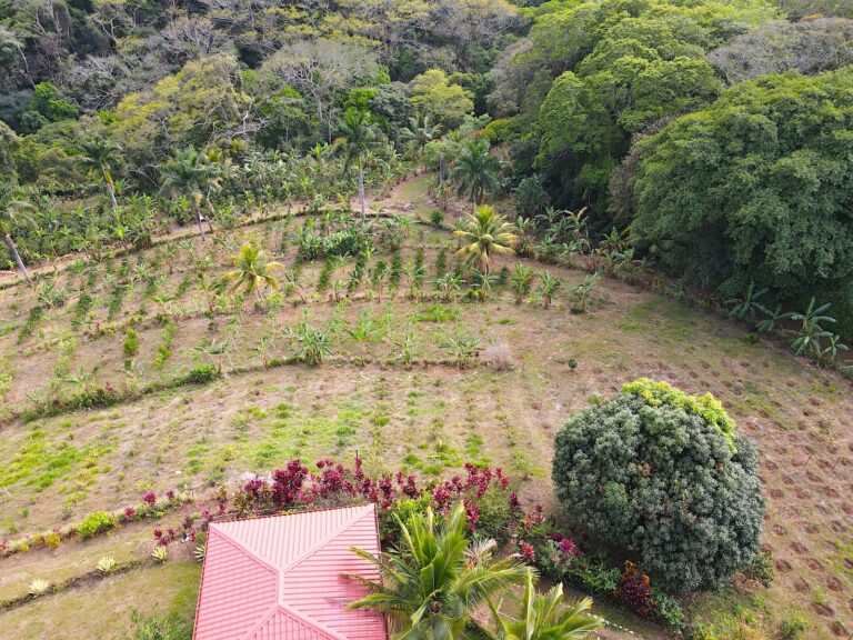 amazing-property-with-great-house-plantation-atenas-murralf-22