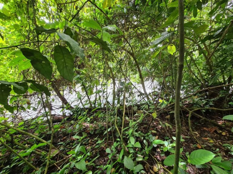 finca-en-venta-en-guapiles-fe-13