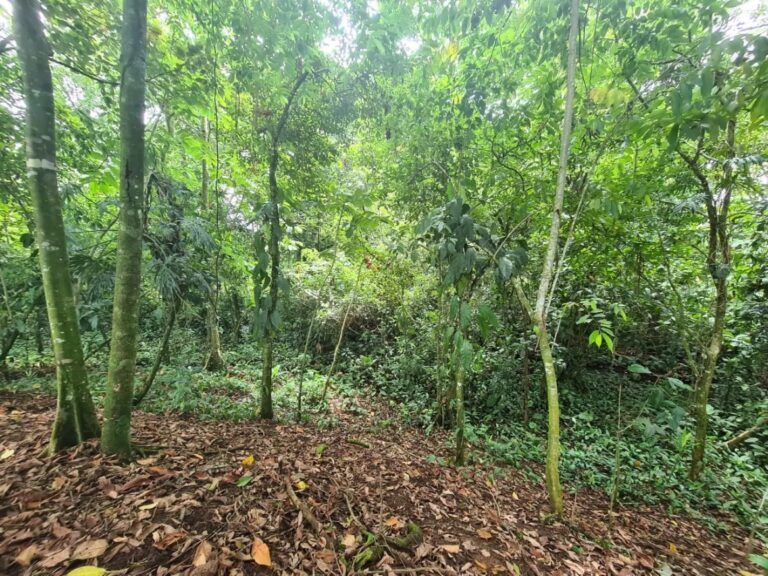 finca-en-venta-en-guapiles-fe-15