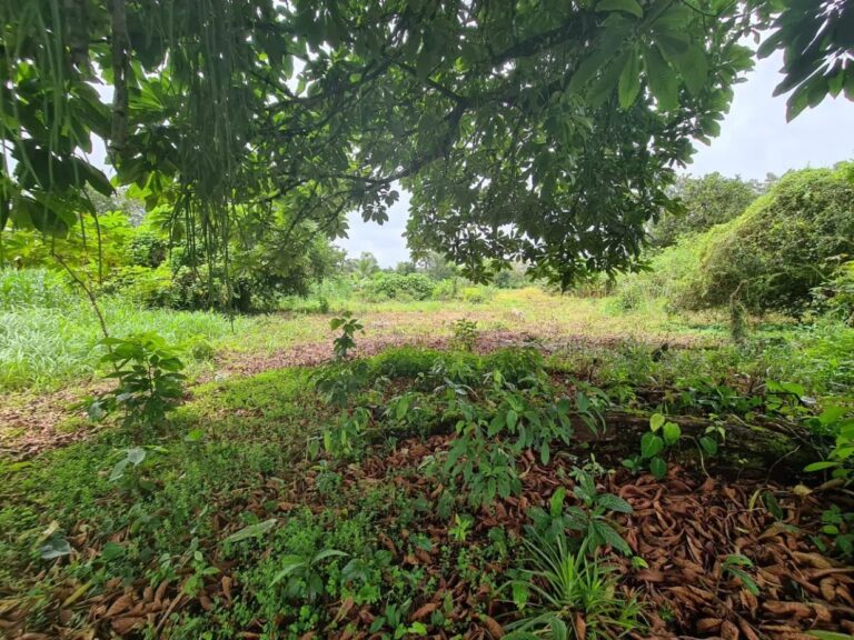 finca-en-venta-en-guapiles-fe-19