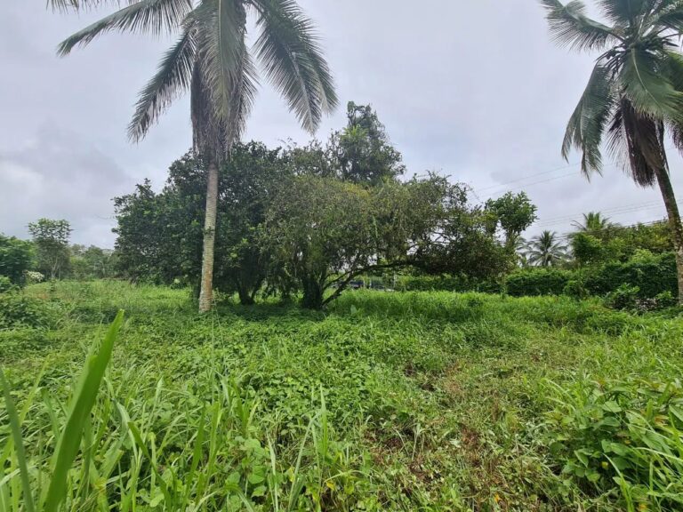 finca-en-venta-en-guapiles-fe-4