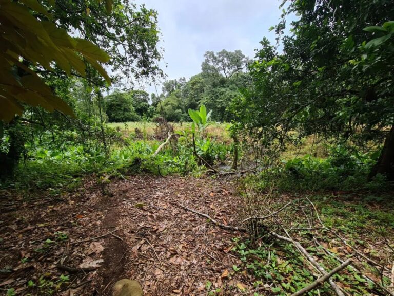 finca-en-venta-en-guapiles-fe-9
