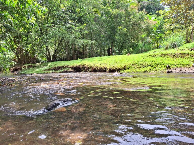 venta-finca-c3-edificaciones-rio-y-vivero-tarcoles-garabito.-mv-1